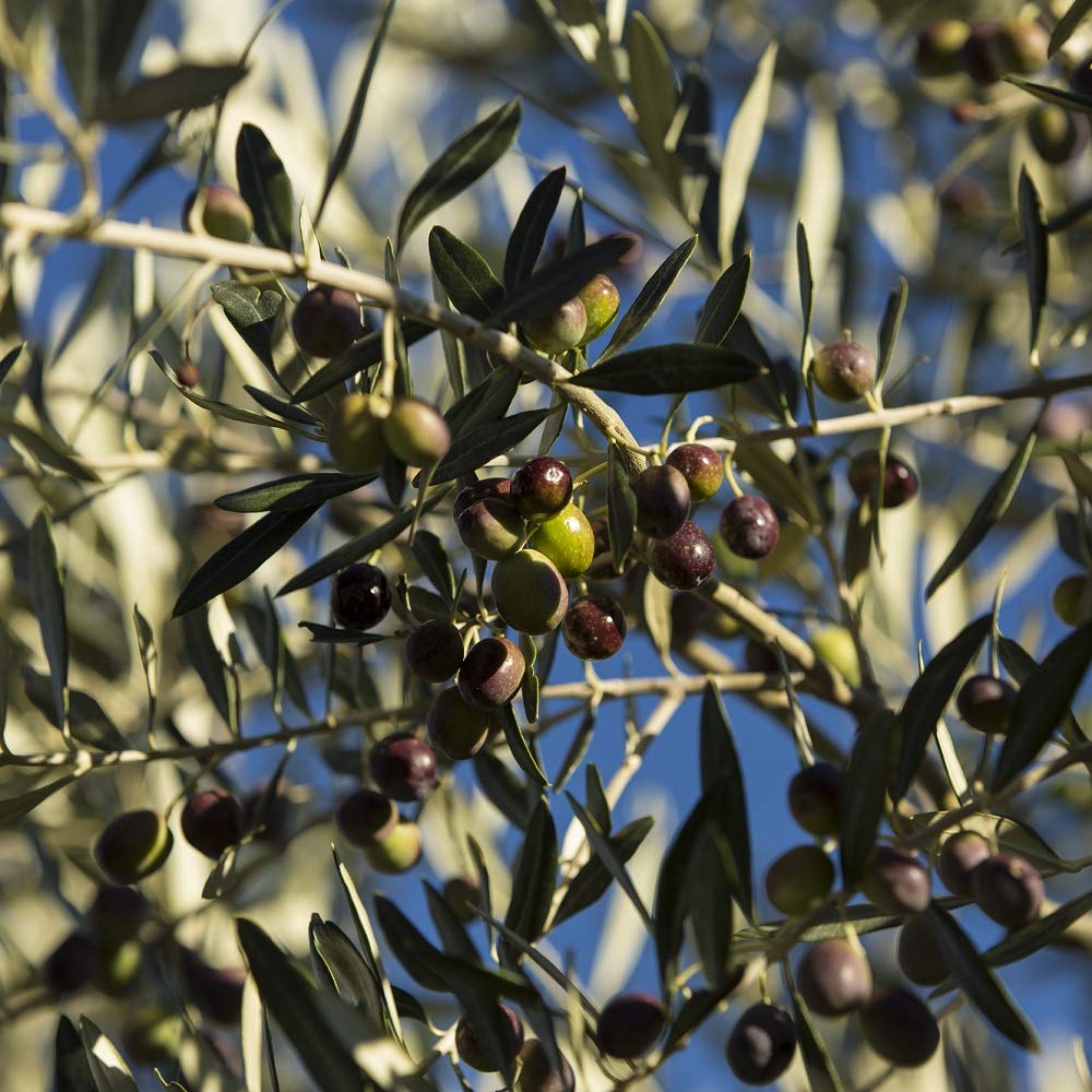 Chilli Pepper Olive Oil - Extra Virgin Olive Oil (250 ml)