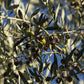 Basil Olive Oil - Extra Virgin Olive Oil (250 ml)